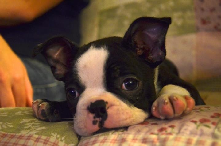 A black and white puppy lying down on a sofa